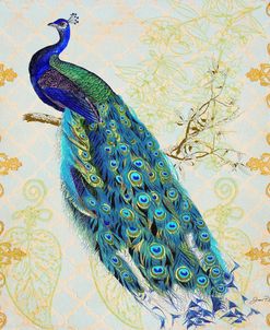 Beautiful Peacock-B