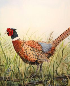 Jp1293_Glorious Pheasant