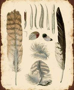 Jp2076_Vintage Feather Study-A