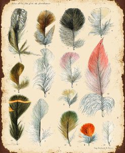 Jp2077_Vintage Feather Study-B