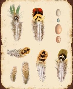 Jp2079_Vintage Feather Study-D