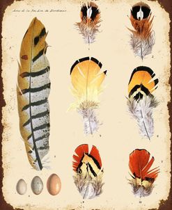 Jp2080_Vintage Feather Study-E