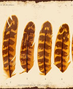 Jp2082_Vintage Feather Study-G