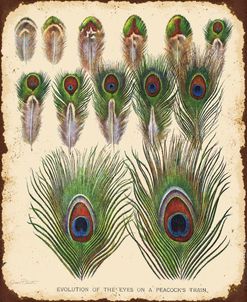 Jp2084_Vintage Feather Study-I