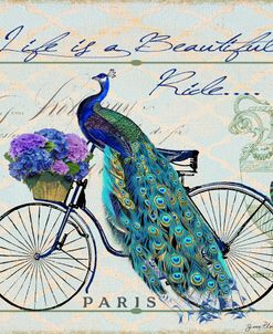 Jp2555-Peacock On Bicycle