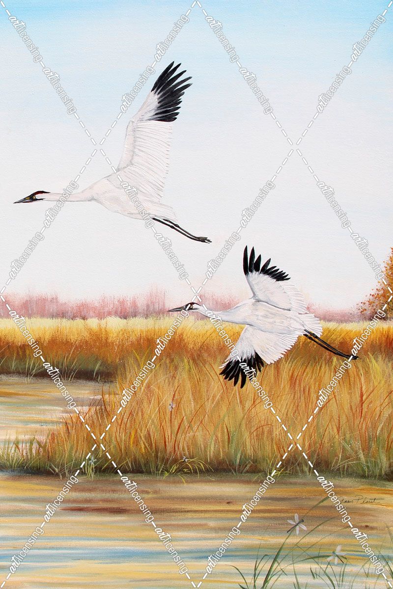 Jp3153-Whooping Cranes