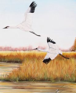 Jp3153-Whooping Cranes