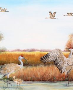 Jp3159-Sandhill Cranes