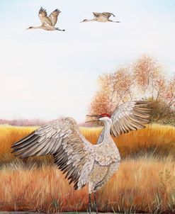 Jp3161-Sandhill Cranes