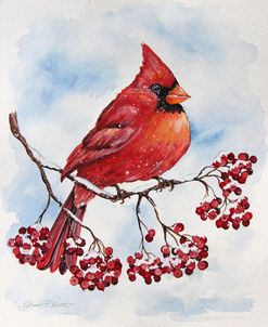 Jp3893-Cardinal And Winter Berries