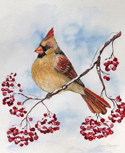 Jp3894-Cardinal And Winter Berries