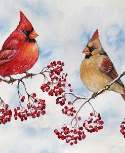 Jp3895-Cardinals And Winter Berries
