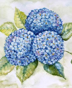 JP3879-Hydrangeas