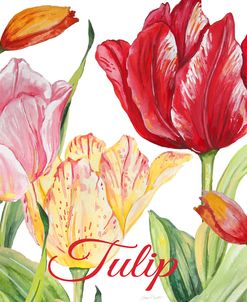 JP2584-Tulip-B