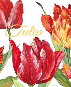 JP2585-Tulip-C