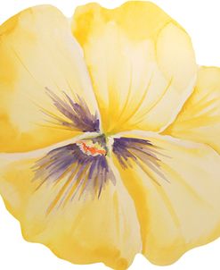 Washy Yellow Pansie