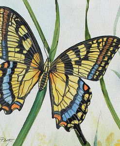 JP2545-Botanical Beauties