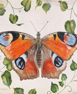 JP3878-No Border-Orange Dream Butterfly