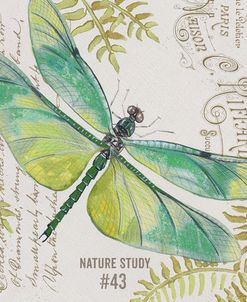 JP3424-B-Botanical Dragonfly
