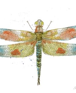 JP3441-Dragonfly Bliss