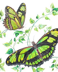 Summertime Butterflies D