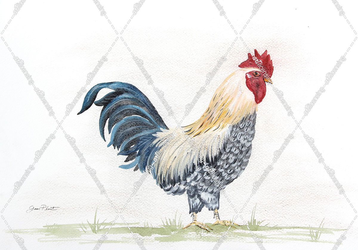 Rooster In Watercolor