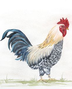 Rooster In Watercolor