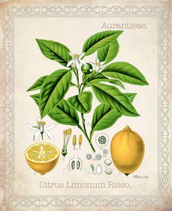 Citrus Limonum Risso