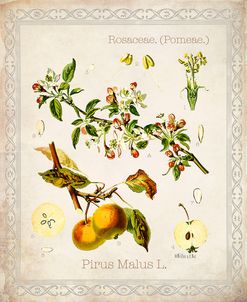 Pirus Malus