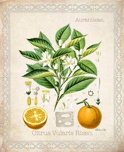 Citrus Vularis Risso