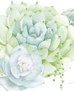 Soft Succulents A