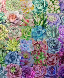 Succulent Love