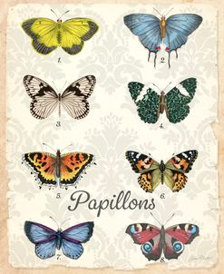Beautiful Papillon Study A