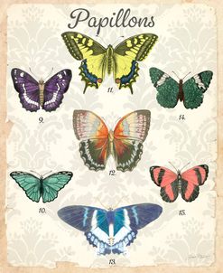 Beautiful Papillon Study B