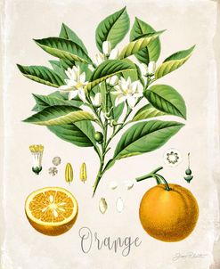 Vintage Citrus Fruit Study B