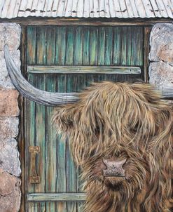 Highland Cow By Barn Door-A
