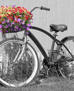 Bike With Flower Basket A