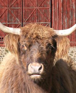 Oxbow Highland Cow A