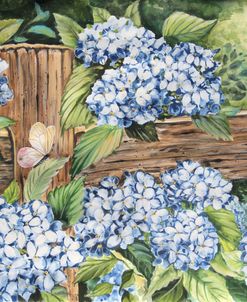 Heavenly Blue Hydrangeas
