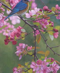 Bluebird Pink Blossoms