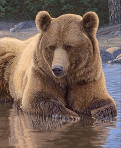 Cool Down – Grizzly