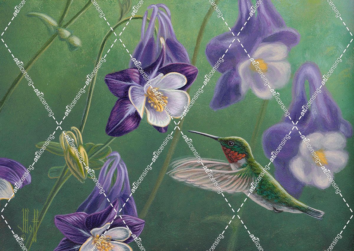 Hummingbird Purple – Columbine