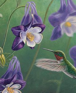 Hummingbird Purple – Columbine