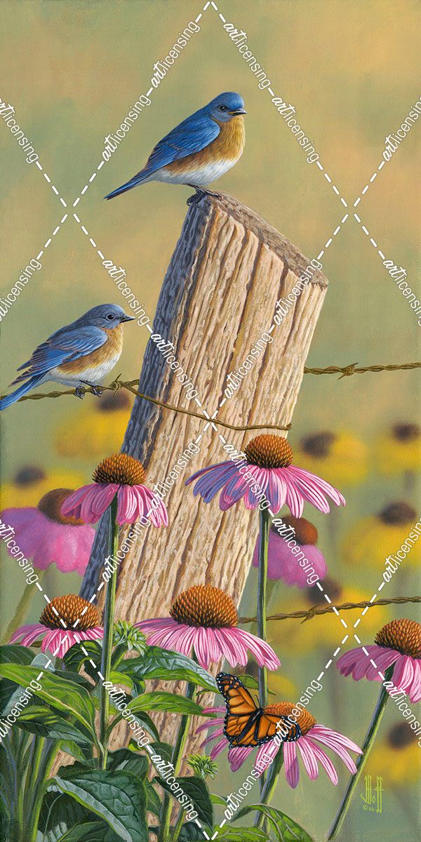 Monarchs of the Prairie – Bluebirds