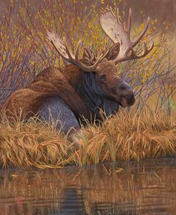 Nested in Teton – Moose