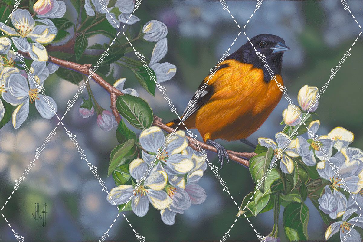 Oriole and Apple Blossoms