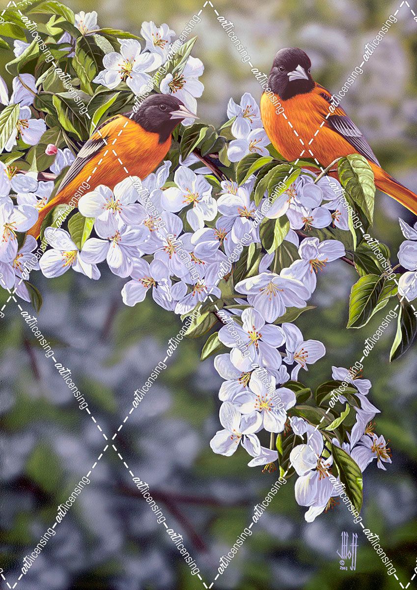 Orioles in the Orchard