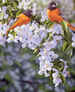 Orioles in the Orchard