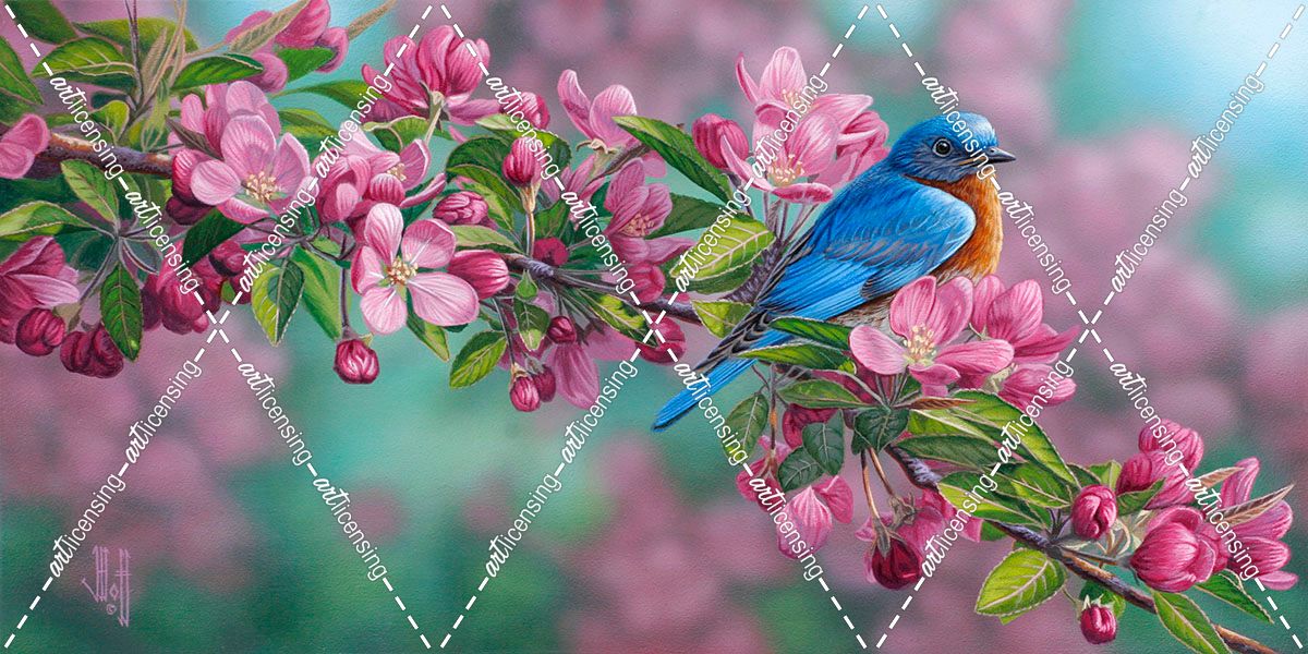 Garden Sapphire – Bluebird