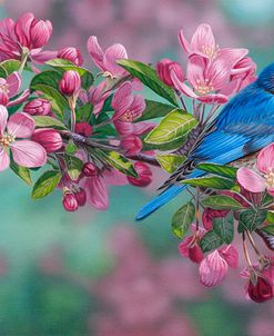 Garden Sapphire – Bluebird